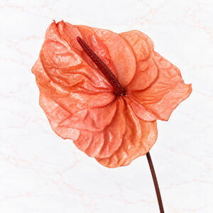 ANTHURIUM X 3 - BON BON PINK