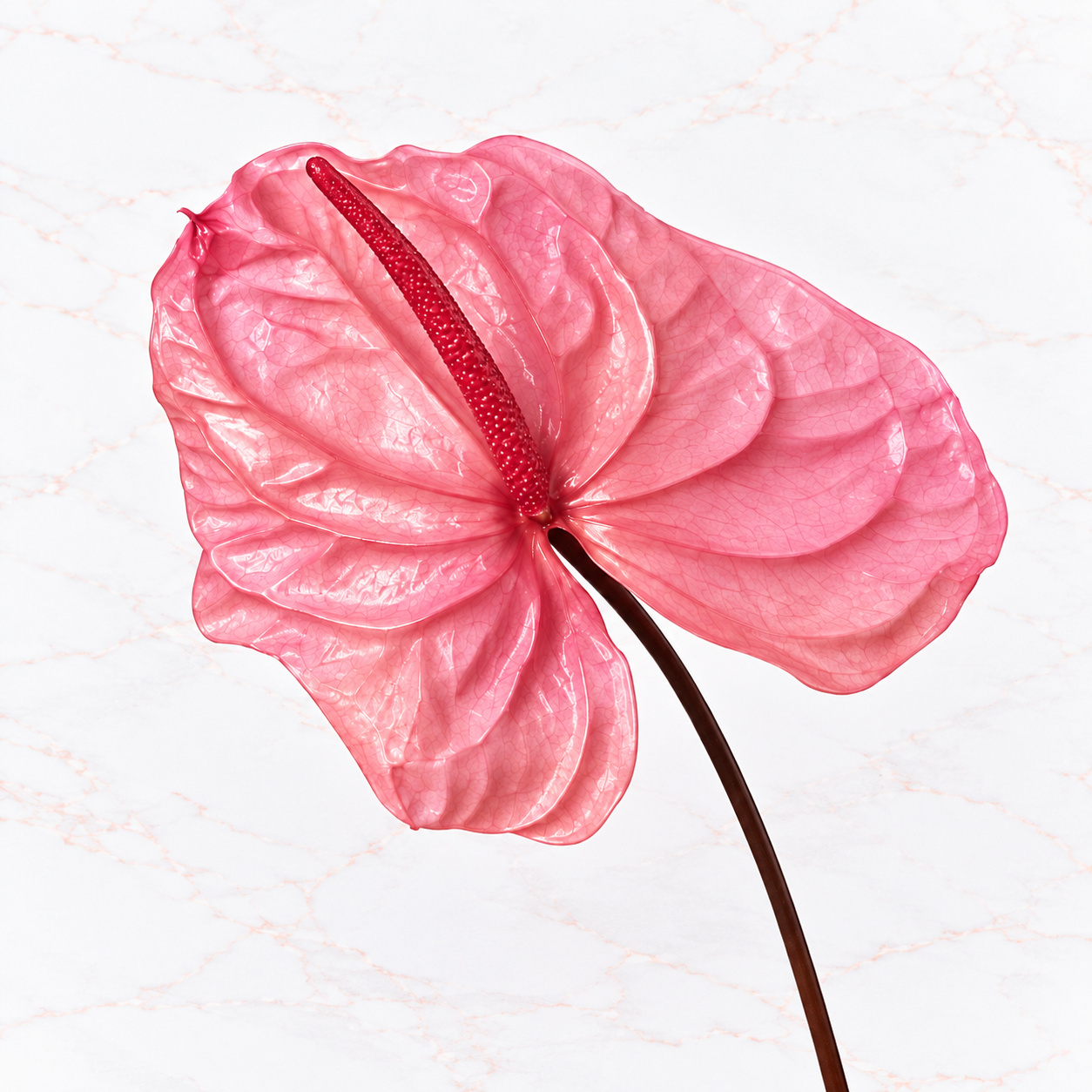 ANTHURIUM X 3 - PRINCESS PINK