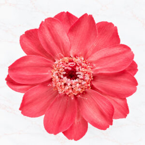 ZINNIA SMALL X 12 - APRICOT ORANGE