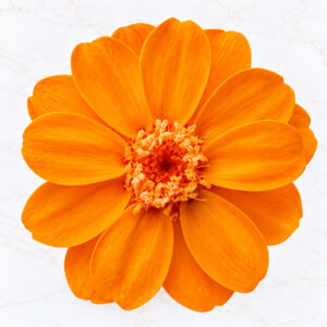 ZINNIA SMALL X 12 - FRUITY ORANGE