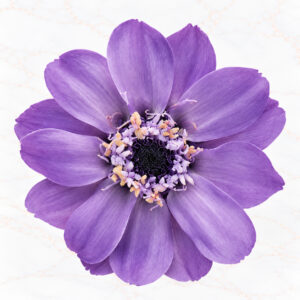 ZINNIA SMALL X 12 - LAVANDER