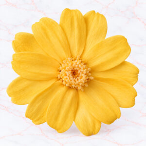 ZINNIA SMALL X 12 - JULIA ORANGE