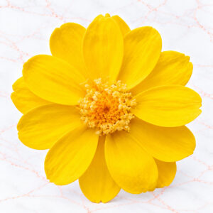 ZINNIA SMALL X 12 - MIMOSA YELLOW