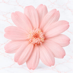 ZINNIA SMALL X 12 - SAKURA PINK