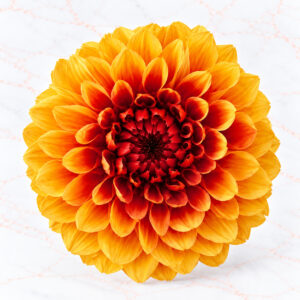 DAHLIA GRACE X 2 - ORANGE WINE
