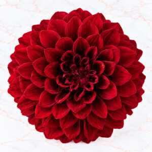 DAHLIA GRACE X 2 - WINE